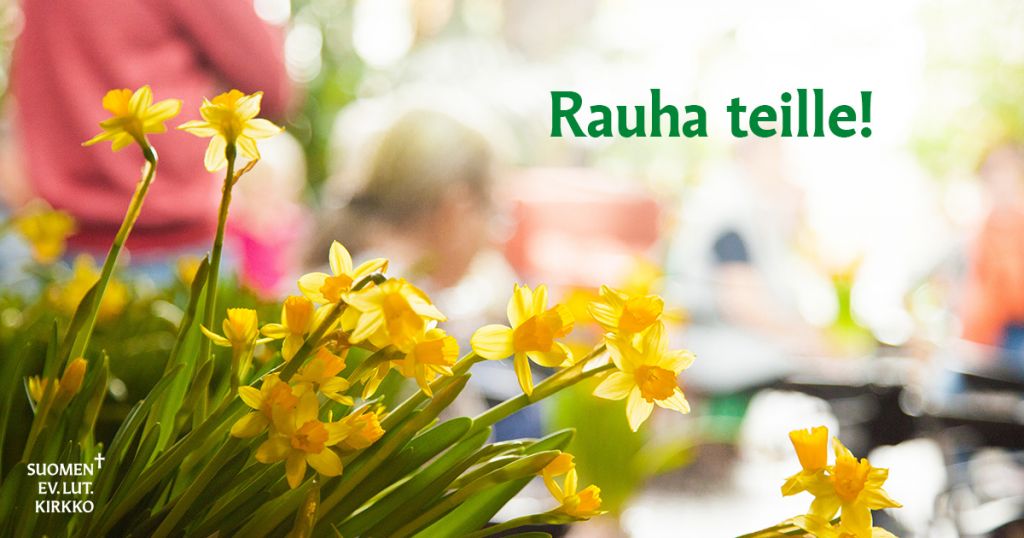 Keltaisia narsisseja, vihreällä teksti "Rauha teille!"