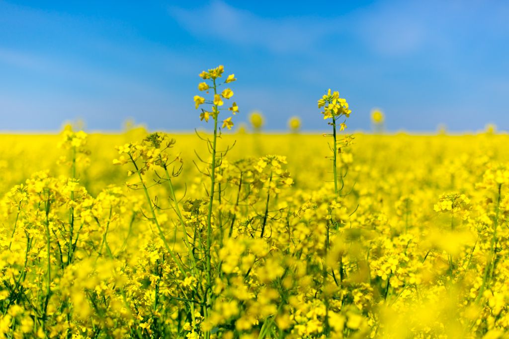 Kuvassa rypsipelto ja sininen taivas.-- Ukrainan lipun värit.